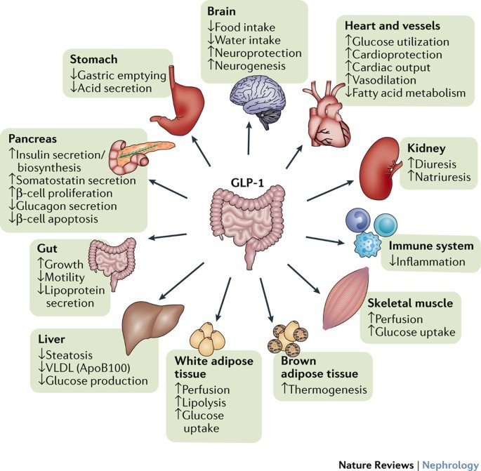 GLP 1