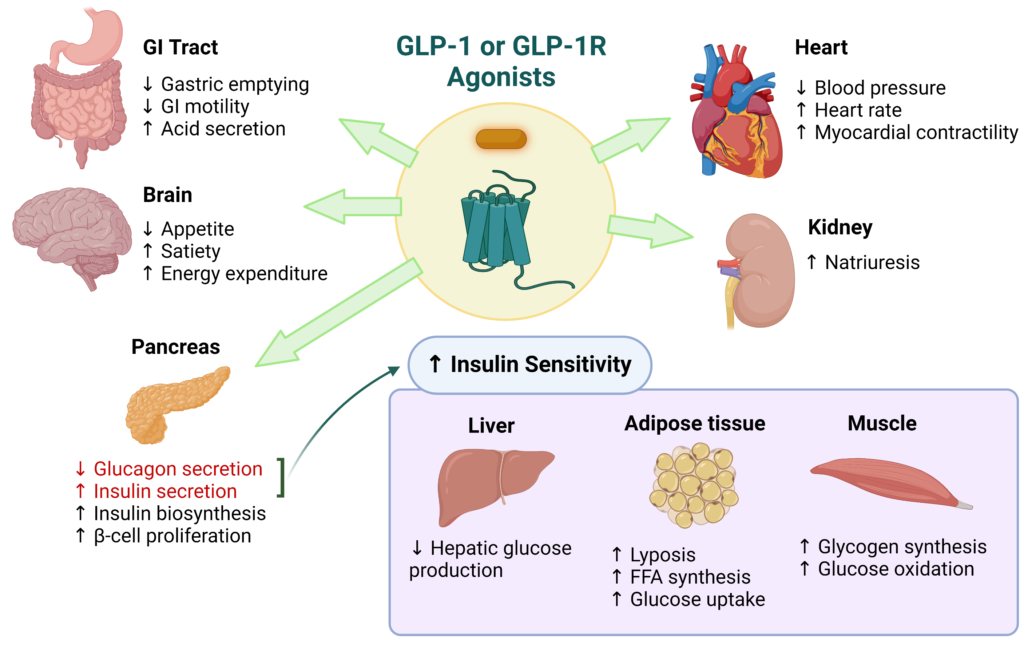 Semaglutide GLP 1